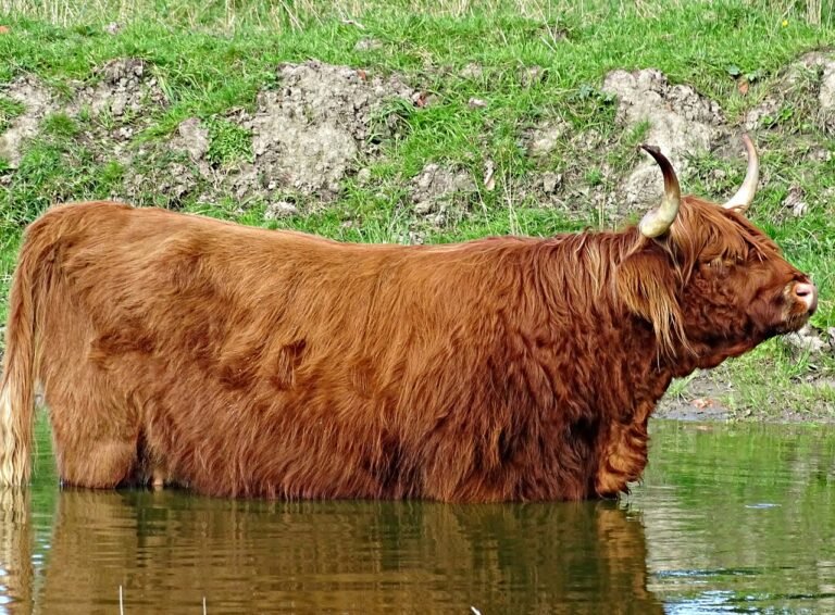 cow, scottish highlanders, water-957616.jpg